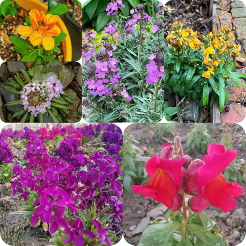goldlack bodendecker winterhart mehrjährig goldlacksamen blumenwiese mehrjährig, herbst deko wildblumen balkonblumen, schnittblumen blumenwiese 40pcs