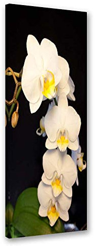 Feeby Wanddeko Blumen Leinwandbild Kunstdruck Orchideen Weiß 40x120 cm