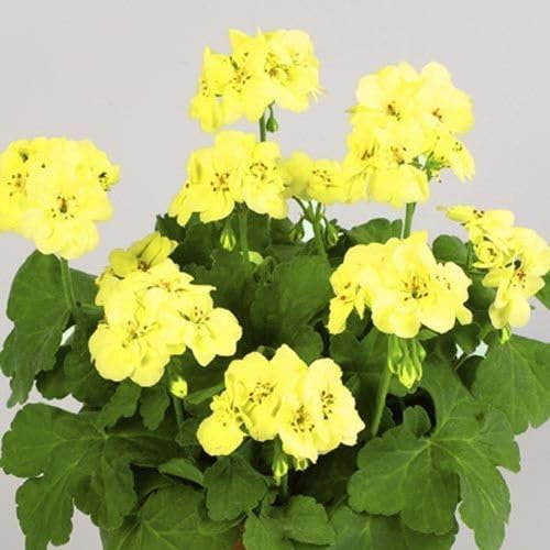 Nouvelles graines de fleurs de géranium fraîches 50pcs