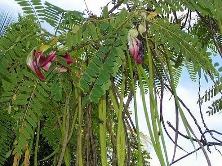 Graines d'arbre Sesbania 100 pièces vertes