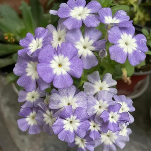 bodendecker phlox winterhart - garten balkon mehrjährig 500samen