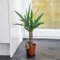 1 pianta da pavimento sempreverde Yucca Elephantipes pianta d'appartamento – Albero decorativo in vaso per interni