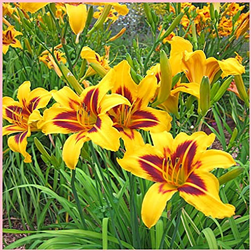 Hemerocallis bulbi,bulbi di Hemerocallis,Daylily,resistente, facile da sopravvivere