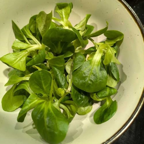 lattuga di agnello biologica da orto rialzate semi di lattuga balcone serra da giardino perenni resistenti Aiule rialzate per il giardino semi varietà 600Semi