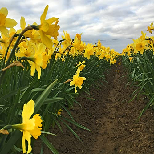 50 Bulbs of Large-Cupped Daffodil/Narcissus (Carlton) Includes Postage