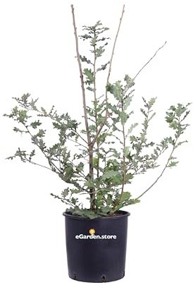Pianta di Quercia Roverella o Quercus Pubescens pianta da esterno arbusto ornmantale da giardino albero Roverella vera venduta da eGarden.store