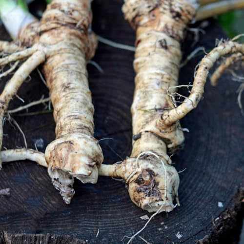 semillas de rábano picante orgánico, resistentes Comprar rábano picante jardín cobertura del suelo cobertura del suelo 350pcs