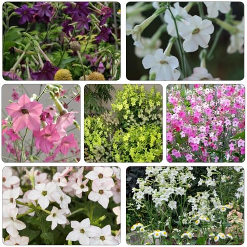 Semi di tabacco ornamentale - semi decorativi da acquistare giardino primavera interni esotici Copertura resistente 300pcs