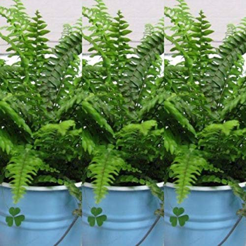 Boston Helecho (3 plantas) Nephrolepis Exaltata Helechos interiores en macetas de 9 cm