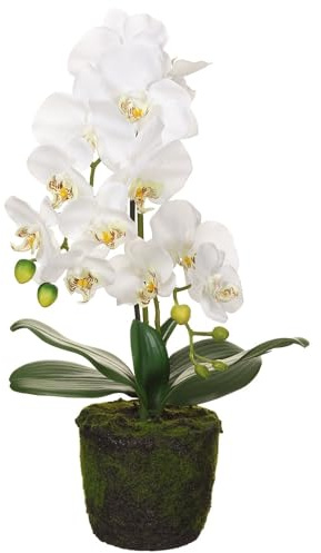 SilksAreForever 19 Silk Phalaenopsis Orchid Flower Arrangement w/Soil & Moss -White (Pack of 2)