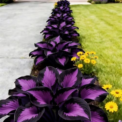 Rizoma di Hosta Perenne- Hosta Resistente al Freddo- Hosta facili da coltivare- Cresce vigorosamente nel contenitore.-b-4 rizomi