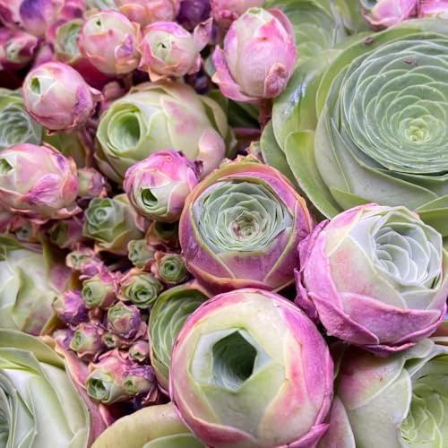 semillas de suculentas de rosa montaña, jardín perennes resistentes, orgánicas, interior 120pcs