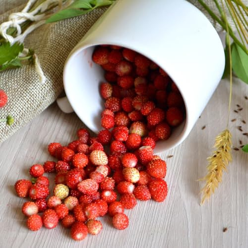 Semillas de fresa silvestre, enanos resistentes Semillas de fresa mensual, Fragaria vesca, semillas de para el jardín columnar huerta 100pcs