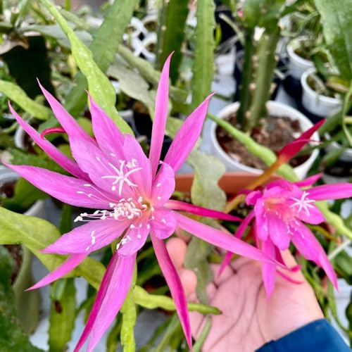 Epiphyllum hängepflanzen winterhart mehrjährig garten hochbeet gartendeko für draußen balkon garten zimmerbonsai bonsai gartenkräuter winterharte stauden dauerblüher kletterpflanzen 50samen