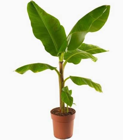 Pianta di Banano di Montagna MUSA BASJOO h 70 cm in vaso 18 cm AMDGarden