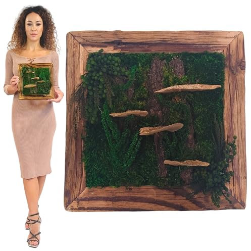 Islandmoosbild Moosbild Islandmoos Rentiermoos Moos Moosbilder Wandbild Wanddeko Wandbilder mit Island Moss Mooswand Pflanzenbild Bilder Deko mit Holzrahmen Bilderrahmen (25x25x3,5 cm)