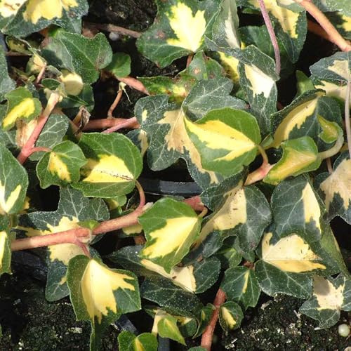 Vivai le Georgiche - Pianta vera di Hedera helix Goldheart Hedera helix 'Jubiläum Goldherz' Edera 'Oro di Bogliasco' - vaso Ø 18 cm - altezza alla vendita 40-60 cm