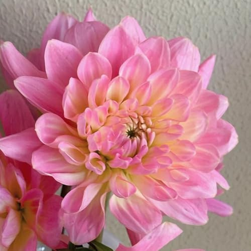 9bulbos tubérculos de dalia - de otoño, primavera comprar tubérculos de dalia de interior, ramo floración primaveral decoración