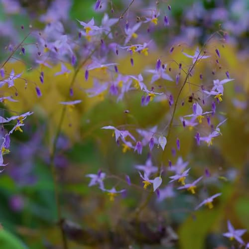 elfenblume kräutersamen gartenpflanzen blumensamen balkon gartensamen kräutergarten winterharte stauden mehrjährig dachbegrünung frühlingsblumen kräuterpflanzen wildkräuter deko büro 15samen