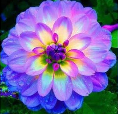dalia, dalia fiore variano Colori Dahlias semi per giardino domestico di DIY 20 semi/bag 1:Seeds