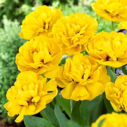 Tulipes Bulbes Double Yellow Passion - 20 Bulbes de Fleurs à Planter Exterieur - Plantes Vivaces Exterieur - Tulipes Exclusives de Hollande - Rustique (pas de graines, non artificielle)