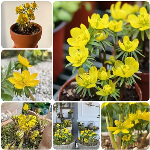 Semi di aconito invernale - giardino Eranthis hyemalis to perenni resistenti tappezzante perenne 150pcs