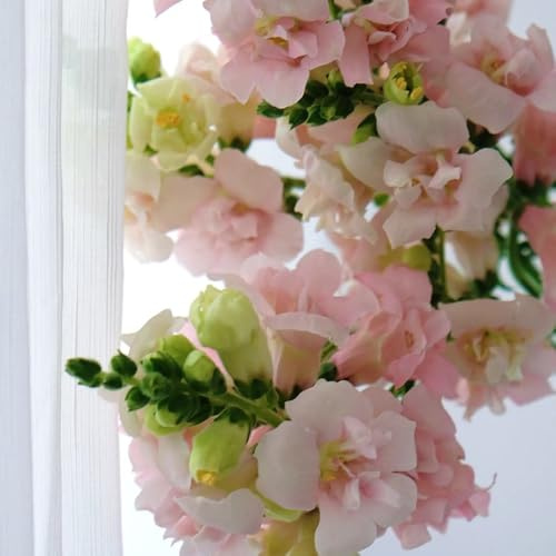 semi di bocca di leone, giardino Antirrhinum majus, perenni resistenti campo perenni resistenti 30pcs