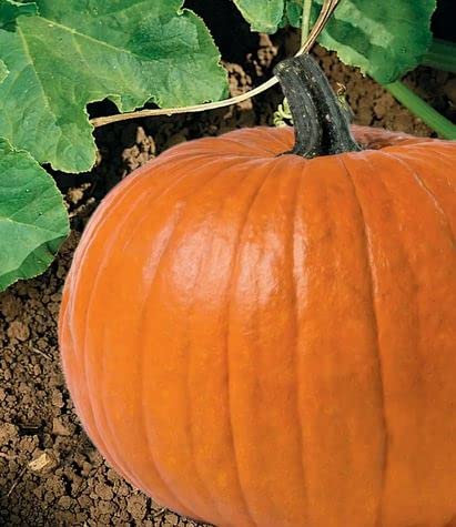 Kiepenkerl 2704, Kürbis Boomer F1, Oranger Schnitz-Kürbis für dekorative Zwecke, Portionssaatgut für ca. 7 Pflanzen