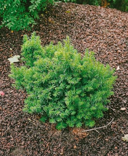 Taxus cuspidata 'Nana' 20-25 cm – Winterhart, Immergrün, Pflegeleicht – Japanische Eibe – Heckenpflanze für Garten & Sichtschutz