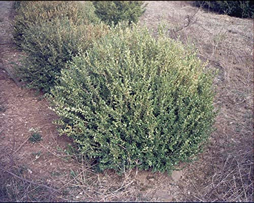 5 Semi di Buxus sempervirens Comune Bosso:Graines