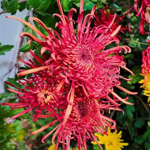chrysanthemen balkon, balkonpflanzen winterhart chrysantheme gartenblumen, zimmerpflanzen blumensamen balkon, winterharte kübelpflanzen 300samen