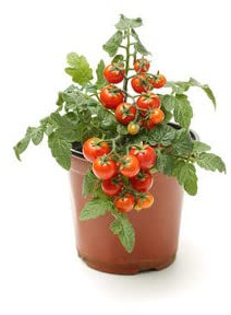 DECOALIVE Planta Tomatera Natural de Calidad Produce Tomates Cherry