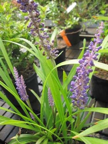 Liriope muscari Moneymaker - Glöckchenentraube - Lilientraube