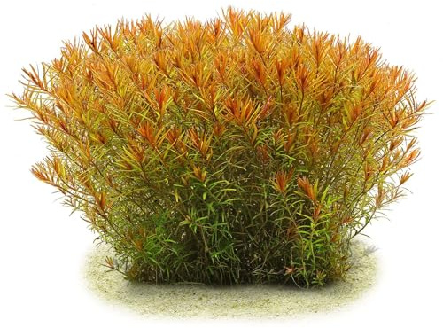 Aquasabi - Rotala rotundifolia Gia Lai / H'Ra - in Vitro XL 8,5 cm - Hintergrund Wasserpflanze für Aquarium - in Vitro Aquarienpflanze - Aquascaping