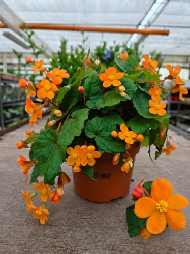POWERS TO FLOWERS - BEGONIA PAPAYA, BEGONIA NANA, vaso 12 cm diametro, pianta vera