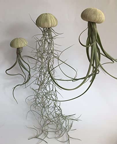 3 Jelly-Fish mit grünem Seeigel und verschiedenen Luftpflanzen