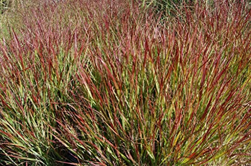 Stauden Gänge 3 x Panicum virgatum 'Rotstrahlbusch' Rote Rutenhirse | Rotes Ziergras für Sonne, Blüte August bis Oktober, mehrjährig, 1 L Topf