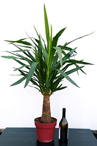POWERS TO FLOWERS - YUCCA A TRONCO GROSSO, TRONCO A ZAMPA D'ELEFANTE, Tronchetto della felicità, pianta vera