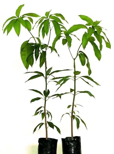 Árboles de Mango | Pack 2 Plantas | Mangifera Indica | Miden ± 130cm de Altura | Árboles Frutales