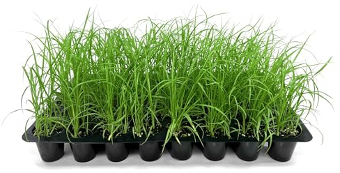 White Fountain Grass | 10 Live Plants | Pennisetum Alopecuroides | Ornamental Grass for Landscaping | Drought-Tolerant Plants for Borders & Gardens