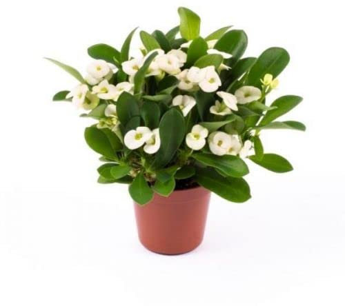 DECOALIVE Euphorbia Milii Color Blanco Cactus Natural Interior y Exterior Flores Blancas