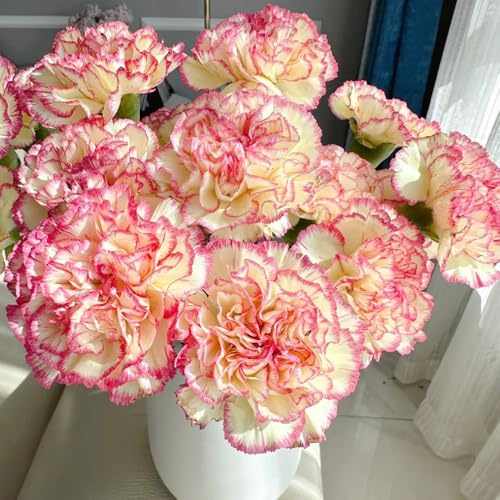 semillas de clavel - perennes orgánicas jardín decoración exóticas resistentes 800pcs