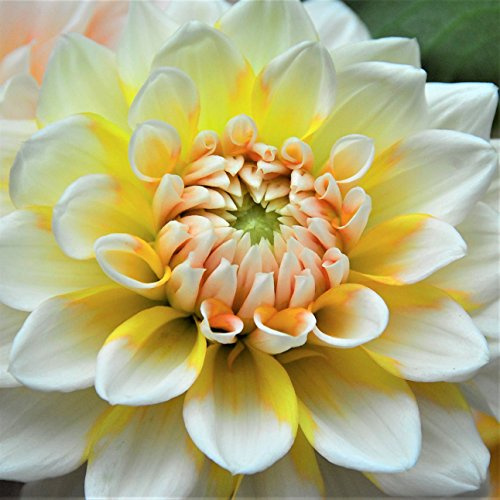 Easy to Grow Dahlia Seattle 3 Clumps of Tubers - Large Yellow & White Flowers Blooms in Summer to Fall Sun, Plant in Spring