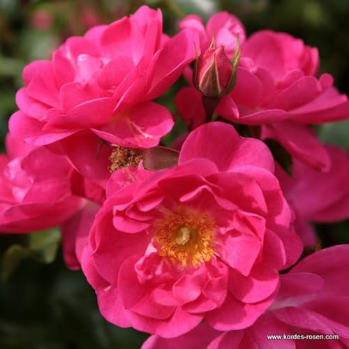 2 x Rosier - Rosa 'Neon' pot 25-30 cm - Un rosier Kordes florifère qui apporte couleur et vitalité à votre jardin