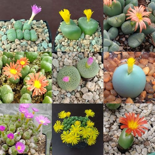 SUNNYPLANTS - Conophytum-Mischsamen, Sukkulentensamen, Lebender Steine, Lithops Samen, Lebende Steinsamen, Kieselpflanzensamen, Lithop Samen, Lithops (20)