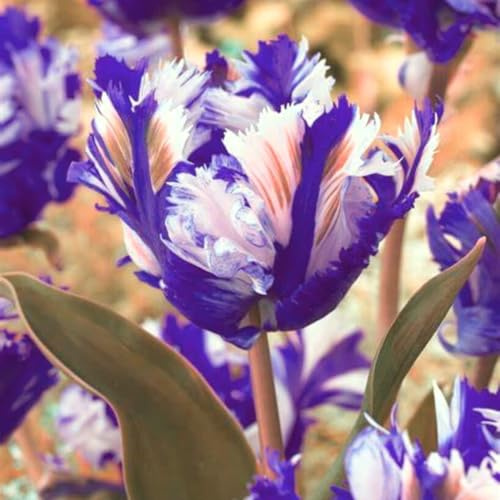 Tulipani Bulbi,piante erbacee perenni,profumate,Tulipani rosa bulbi,Bulbi da fiore resistenti,Tulipano pianta(Steli Grandi,Senza semi,non artificiali)-5bulbi-I