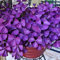 Haloppe 10 Pz Shamrock Triangularis Bulbi Fiori Piante Semi Per La Piantagione Del Giardino Di Casa, Shamrock Triangularis Bulbi Facile Da Piantare Semi Di Fiori A Foglia Bulbi di Oxalis viola