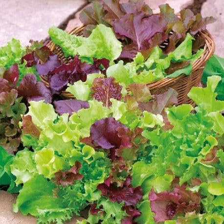 1 Pack of 1200 SEEEDS Lettuce 'BABYLEAF Salad Mix'