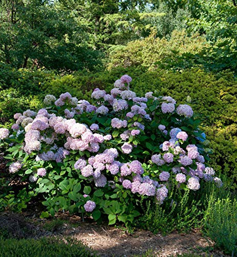 Hortensie Cloudi 40-60cm - Hydrangea serrata