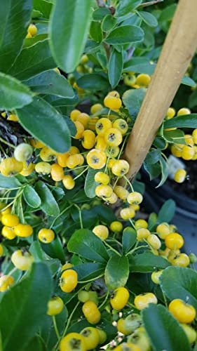 Pyracantha x 'Soleil d'or' / Buisson ardent jaune/Conteneur de 3 à 4 litres